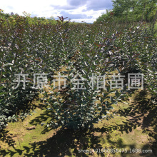 �������~�G�h��ľ���~ˮϞ������ ���~ˮϞǤ��С�����Ա���