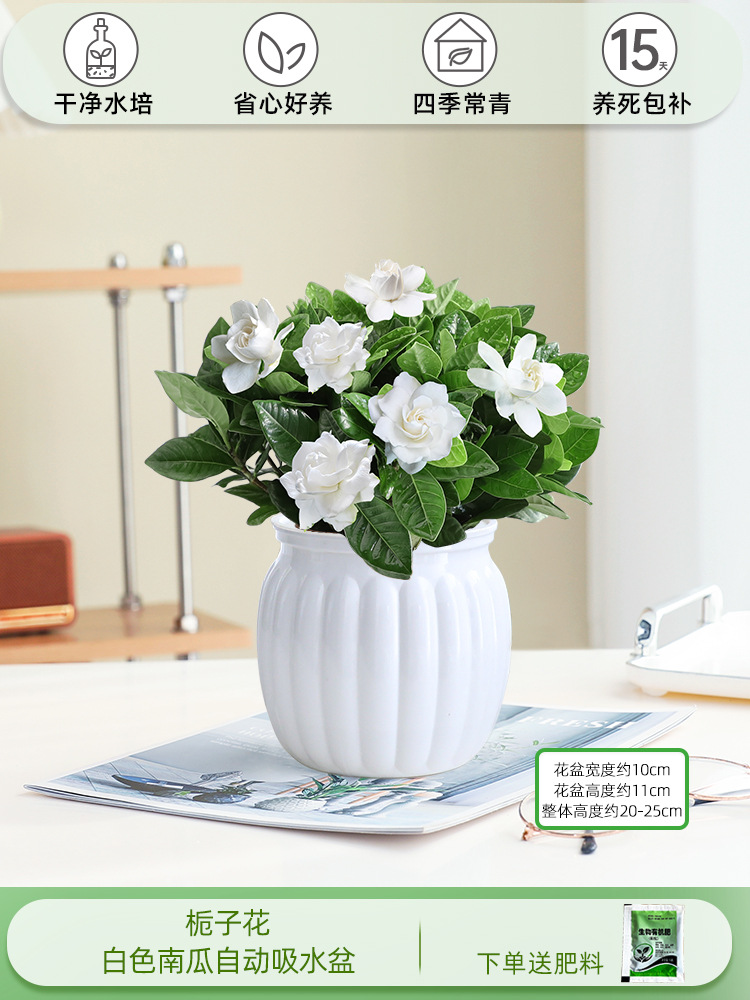 치자나무(흰호박 자동흡수대)