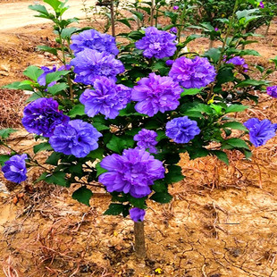 ľ�Ȼ������ذ�ľ�Ȱ����ǻ���ͥԺ�G�������L�����ʳ��ľ�Ș���