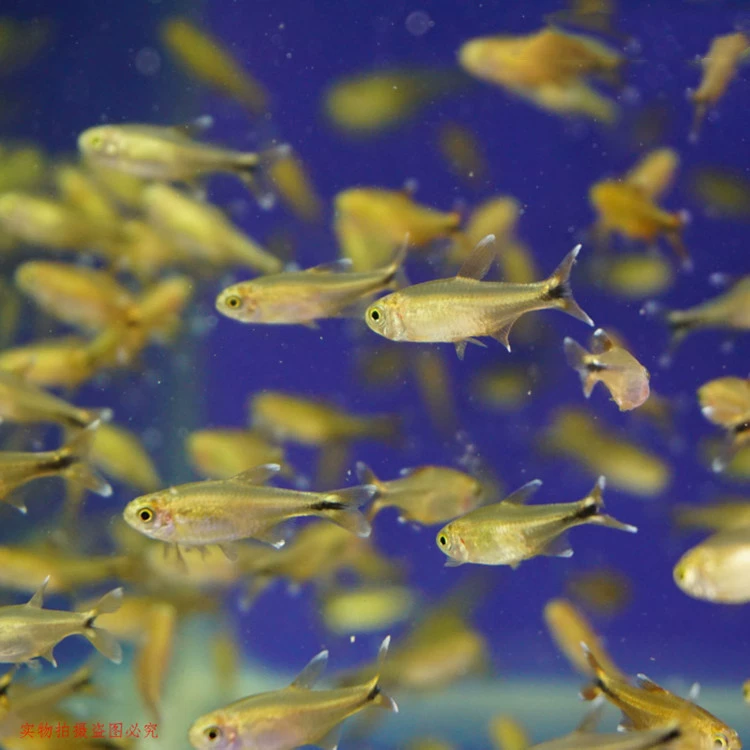 Мини-лампа рыба живая маленькая рыба сумка живая Трава Аквариум рыба лампа Семья Рыба тропические декоративные рыбы рыболовное место прямая партия