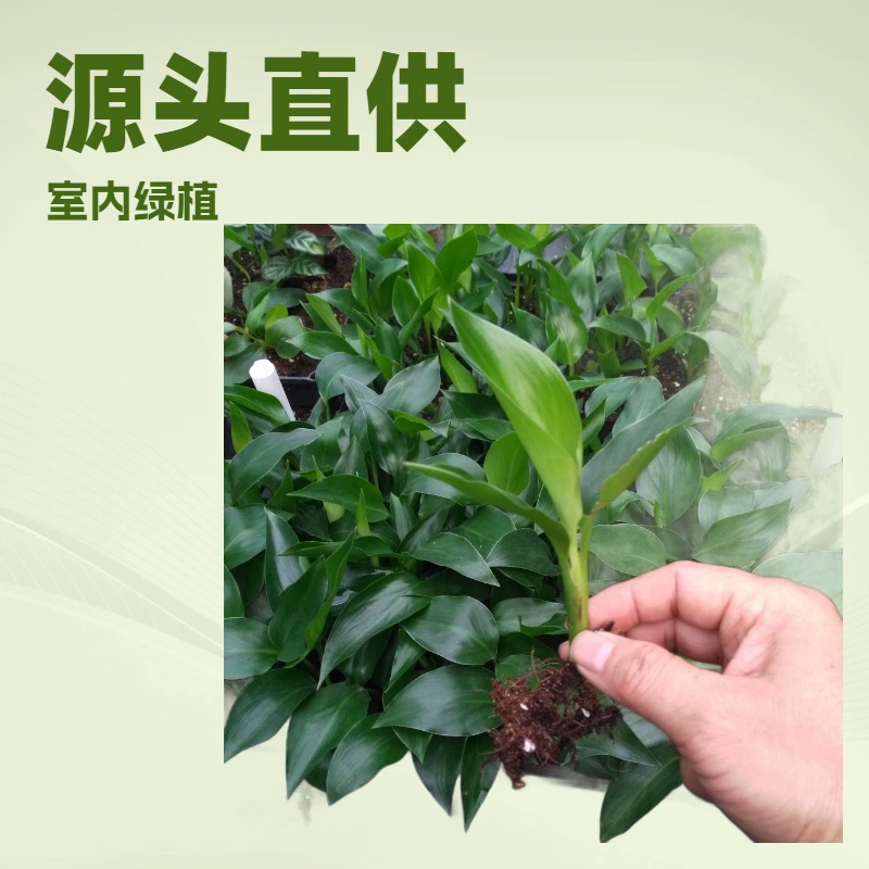 Производитель поставляет комнатные растения, основа для поставки зеленых растений, стрелиция николаевская (белый цветок), райская птица, рассада садовых цветов оптом.