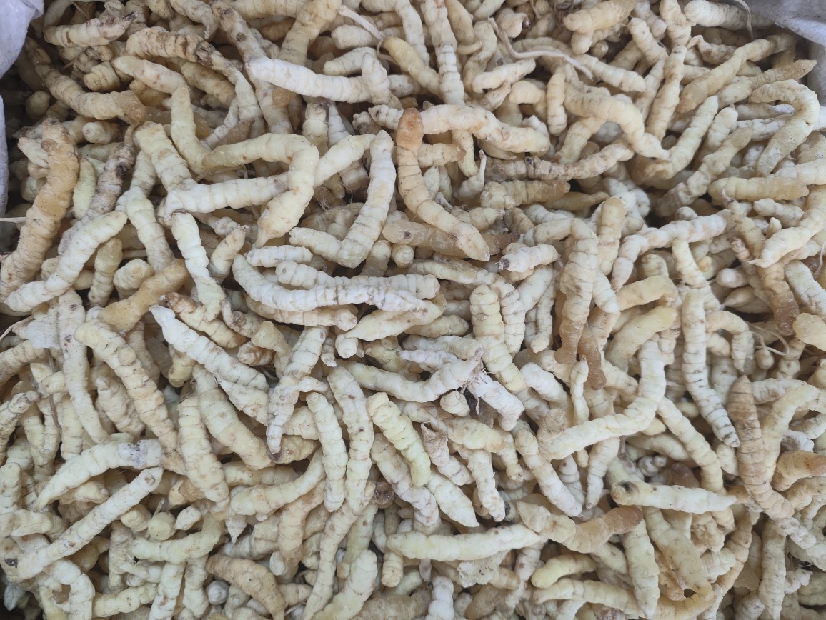 Cao Shi Can (Stachys affinis) — Dried Chinese Artichoke Tubers, Food Herb from Yunnan overview