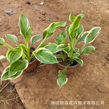 紫花玉簪花苗 多年生草本植物玉簪花小区绿化露天营养杯紫花玉簪