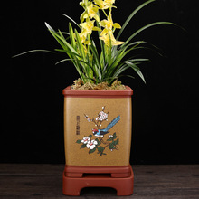 宜兴紫砂兰花盆大号陶瓷四方手工点彩君子兰蝴蝶兰客厅盆景盆批发