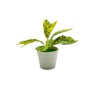 Realistic flowerpot, small pot, jewelry, new collection, suitable for import, wholesale