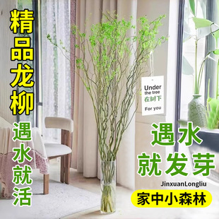 Hydroponic Plants, Fresh Branches of Dragon Willow, Cut Flowers, Hanging Bells, Water-Grown Green Plants, Florals, Indoor Potted Plants, Easy to Feed, Dry Branches of Snow Willow