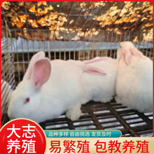 种兔新西兰兔活体新西兰肉兔和伊拉兔的区别新西兰兔幼苗批发