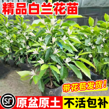 ���m�����m���绨�����׻�����ļ��_ֲ���҃�ͥԺ�Gֲ�S���m