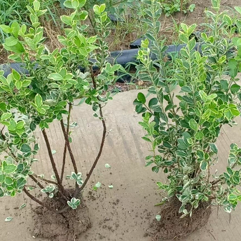 Поставка саженцев кустарников оптом зимние саженцы Красного копья меховой шар Пномпеня саженцы копья