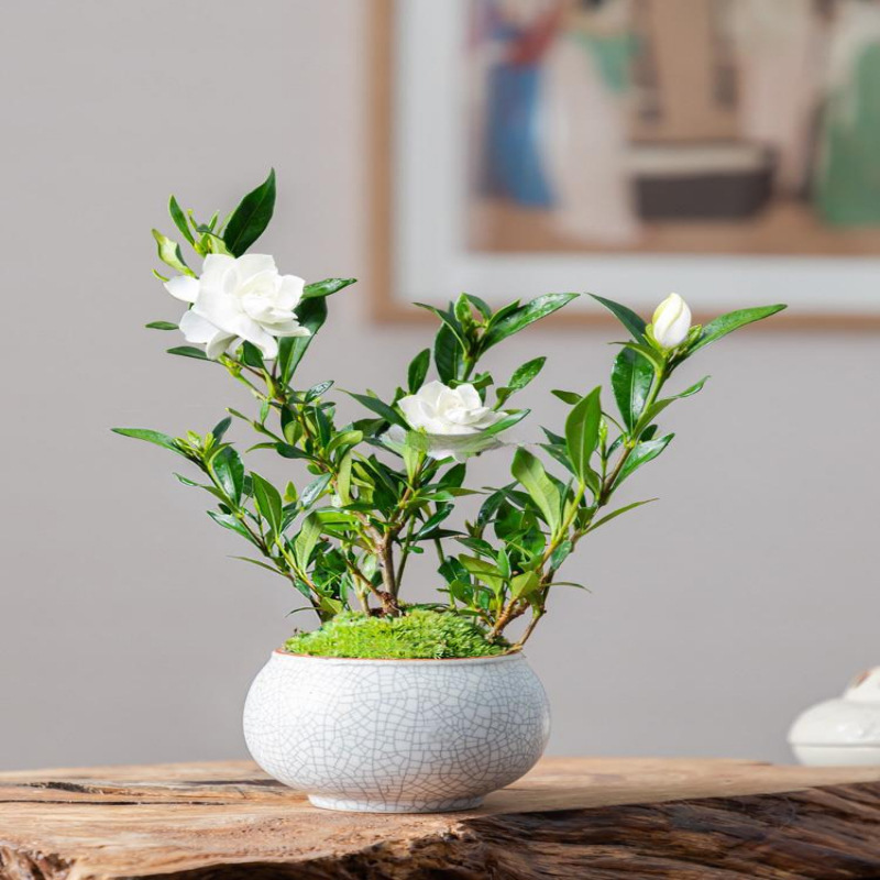 小叶栀子花盆栽花卉室内植物花桌面办公室绿植四季好养活开花植物