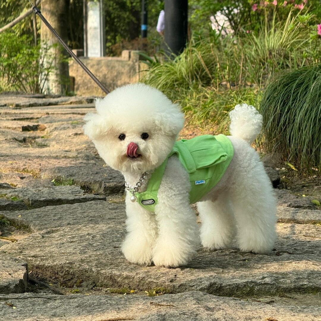 批发纯种泰迪犬幼犬活体茶杯泰迪贵宾犬宠物狗家养小型幼崽泰迪犬