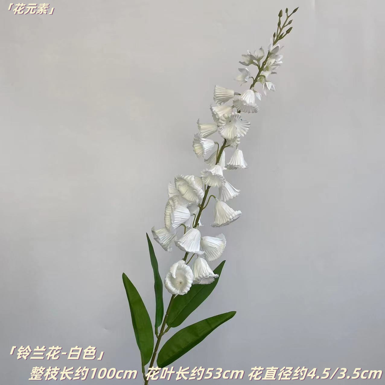 화이트