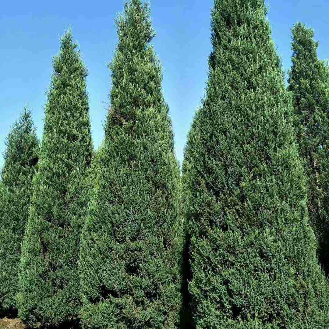 辽宁苗圃塔柏树塔柏小苗长青树行道园林绿化桧柏树刺柏圆柏1-10米