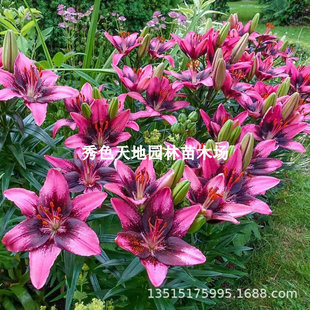 Perfume Lily Bulbs Potted Florals Indoor and Outdoor All Year Round Good Feeding Plant Seeds Blooming Double Flower Seedlings