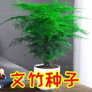 ����N���ļ��׻������̨ͥԺ�������Գ��G����ֲ���^�~�׷N�N��