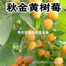 �p���S��ݮ����︲���Ә����ϱ����ļ��̨���Ե��ԷNֲ����Y��