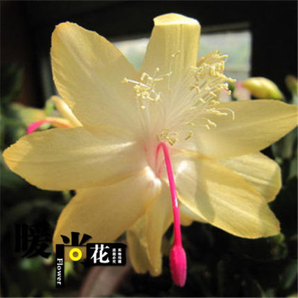 Planta en maceta de orquídea de garra de cangrejo dorado con capullo de flor con maceta, injerto multicolor, pétalos dobles, nuevas flores en todas las estaciones, plantas verdes