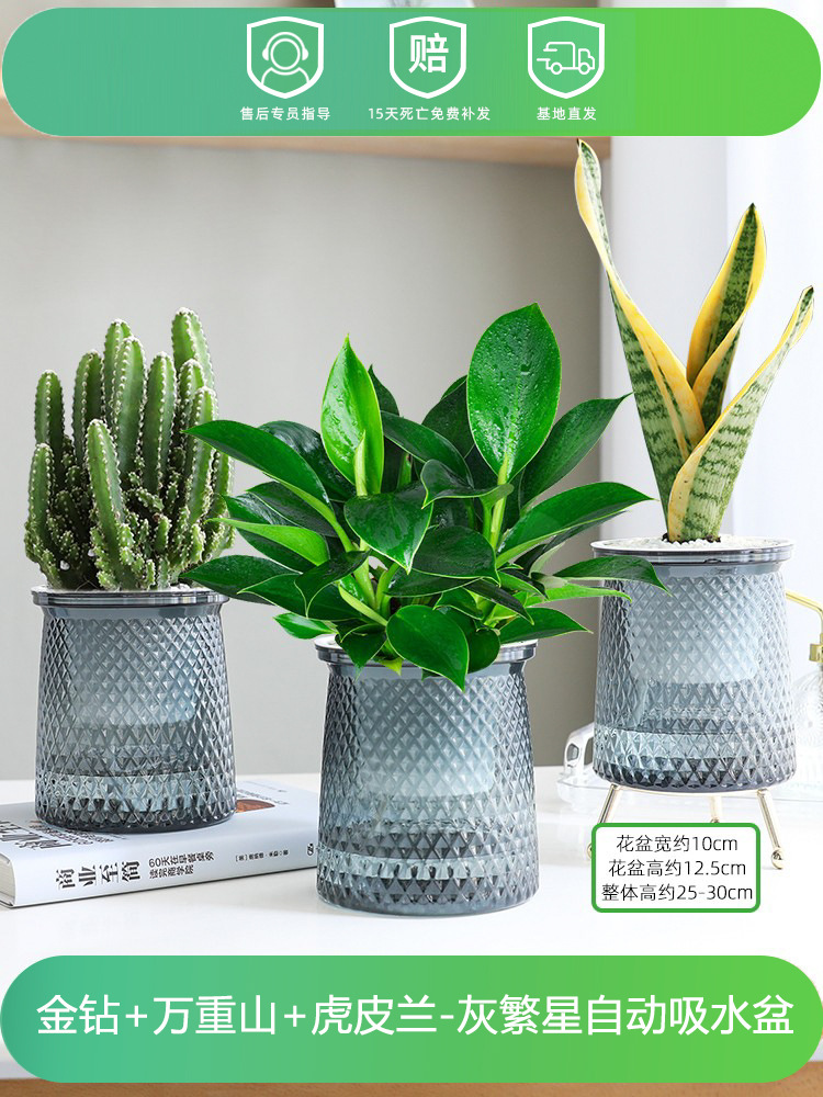 골든 다이아몬드 + 완중산 + 호랑이 피부 난초(별 세면대 3개) + 영양액