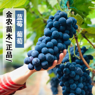 �{ݮ���ј���޽��Ϸ����������ĺ��������̨�҃�����Ԯ���Y��