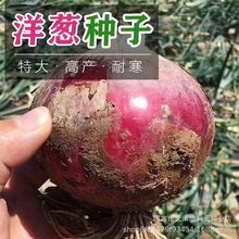 �����·N��Ƥ���[�N���ش��＾�����[�N�A�[��A��ɫ�߲˷N�Ӵ�ȫ