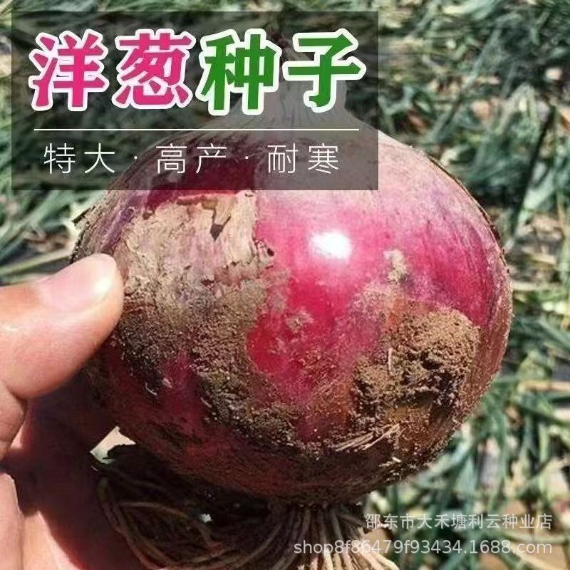 今年新种紫皮洋葱种子特大秋季盆栽葱种圆葱扁圆紫色蔬菜种子大全
