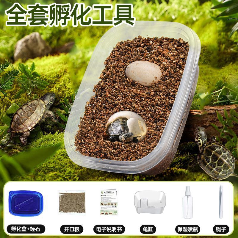 [거북알 2개 + 거북이 사육탱크] 무료 부화장비 교육