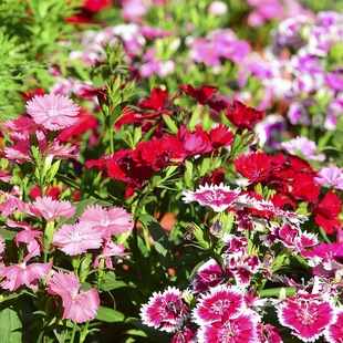 ���ʯ��N���ļ����N�׻��ɫ�Wʯ��ͥԺ����ʯ��ݻ��N���ӻ���