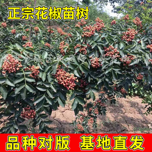 ���������l�໨����t�ۻ�������������Ԏ������~����ͥԺ�Nֲ