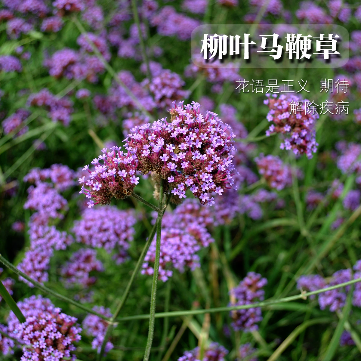 Многолетнее многолетнее типа легко жить Стрекоза цветок семена открытый цветок море для создания ивы вербены цветок семена оптом