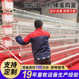 阶梯式蛋鸡笼生产厂家冷镀锌蛋鸡笼四层五门肉鸡笼养设备厂家供应