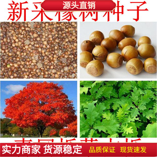 �陵ե�� ���N�� ��������N�� �ɹř� ������ӷN�� ���� ����