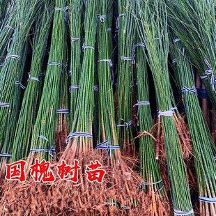 �������������С���S�𻱴�����צ���̻���ͥԺ�е����̾G����