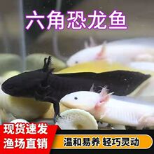 六角恐龙鱼观赏鱼金鱼龙鱼锦鲤冷水淡水鱼蝾螈活物好养懒人鱼