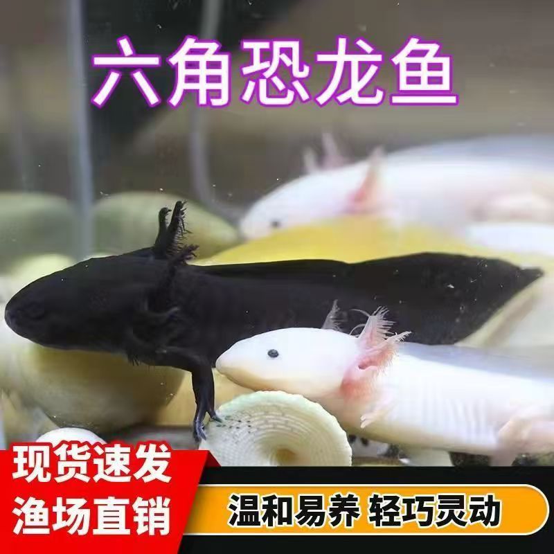 六角恐龙鱼观赏鱼金鱼龙鱼锦鲤冷水淡水鱼蝾螈活物好养懒人鱼