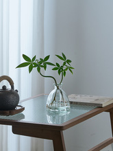 发财树水培植物室内客厅水养绿植花卉办公室桌面四季好养活小盆栽