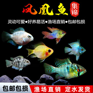 ���Ӱ����_�P���~�����~Ƥ�������{��Ꭷ�^�p�~���wС�͵�ˮ�~