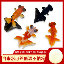 小金鱼活鱼观赏鱼冷水淡水红鱼锦鲤鱼好养耐活鸿运当头国粹金鱼