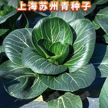 �K����С�Ͳ˷N���Ϻ����߲��Ѳ˷N��ԭ�b�ļ��߲˴�ȫ���~��