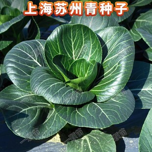 �K����С�Ͳ˷N���Ϻ����߲��Ѳ˷N��ԭ�b�ļ��߲˴�ȫ���~��