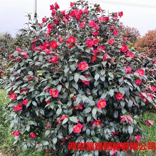 �������l�ߗU�軨����� Ҏ���Rȫ�߷�֦���� �e�����ԾG������