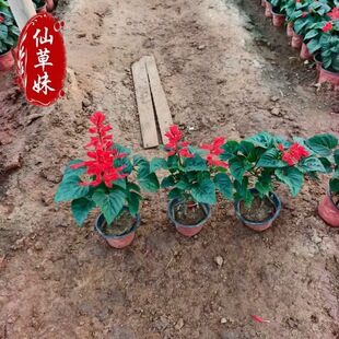 ���Uһ���t���Ի����̨ͥԺ��·�G���͟�Gֲ�ļ��_���Ї��t����