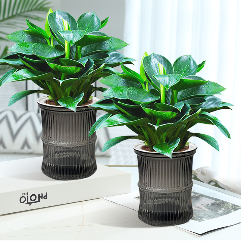 금다이아몬드 3개 약 25cm + 대나무 흡수대 + 영양액 [대야 2개 특가]