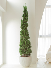 松柏树苗龙柏扁柏塔松圣诞树盆栽真绿植大型户外庭院侧柏四季批发