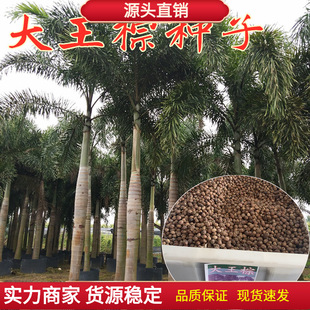 Newly Harvested King Coconut Palm Seeds King Coconut Palm Tree Writing Tree Greening Tree Seeds Tropical Tree Species