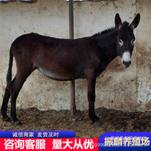 ���H�Bֳ�� ���l�����H��Сë�H�L����ô�� ���w�H�r��