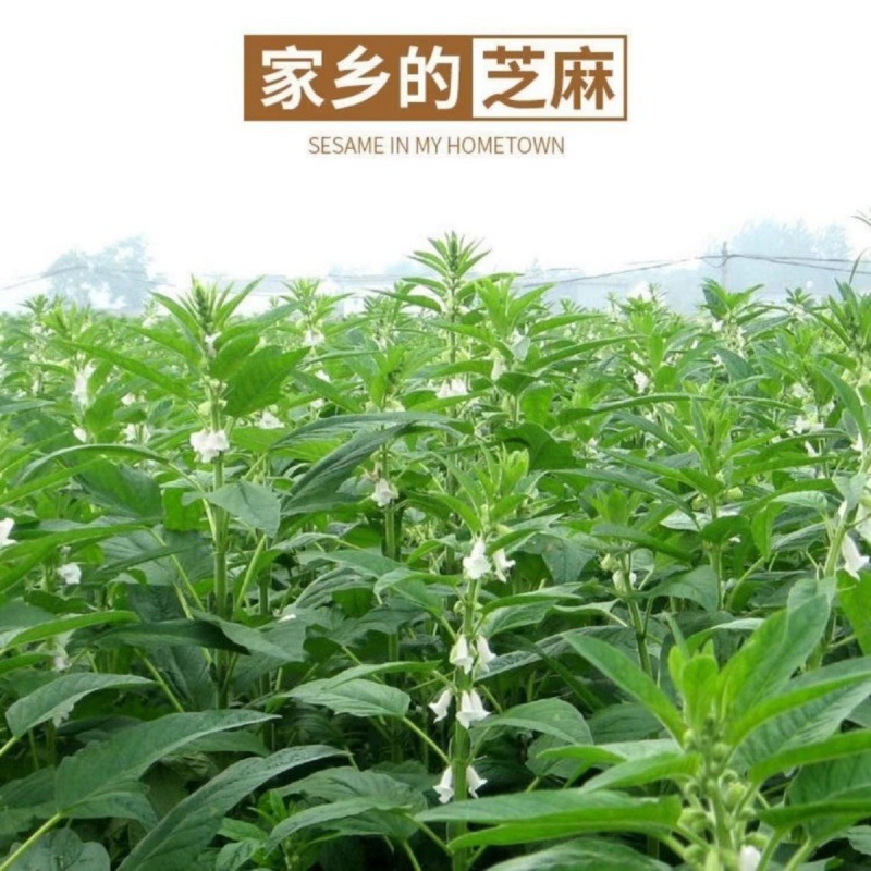 특등급 흑참기름 500ML