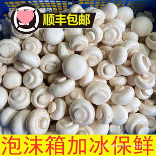 ���r��Ģ��Ģ���p�߹�ɽ�|���جFժ250����S���]�R����ɢ�b����