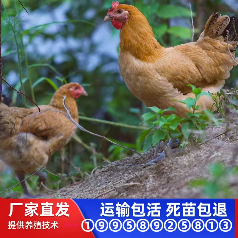 批发黄麻羽青脚土鸡苗母苗农家散养山地土鸡苗笨鸡苗活体鸡苗出壳