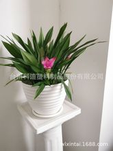 SNKD3813Wɫݼyϻ ̨ͥԺNֲb