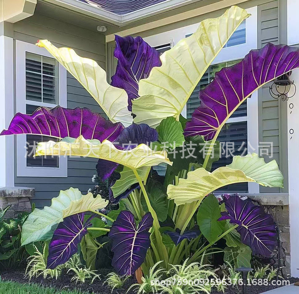 O1CN01TMFodr1XFxf8SagaL_!!2216